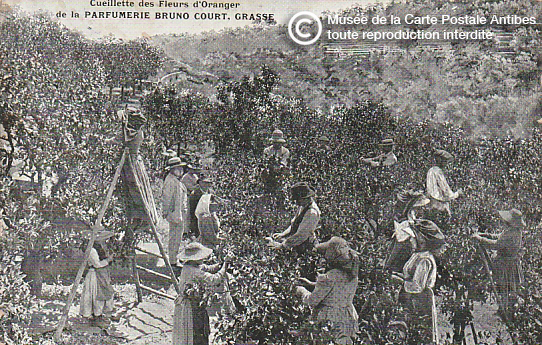 Carte postale ancienne représentant la cueillette des fleurs d'oranger à Grasse pour la confection du parfum.