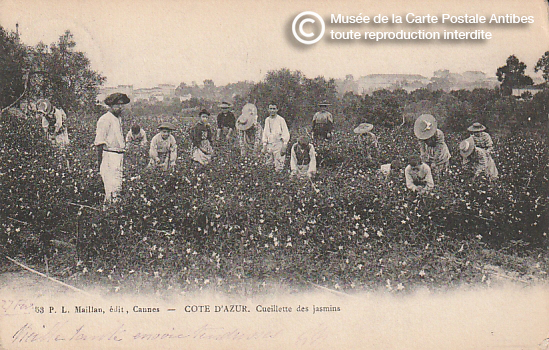 Carte postale ancienne représentant la cueillette du jasmin à Grasse, pour la confection du parfum.
