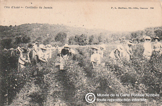 Carte postale ancienne représentant la cueillette du jasmin à Grasse, pour la confection du parfum.