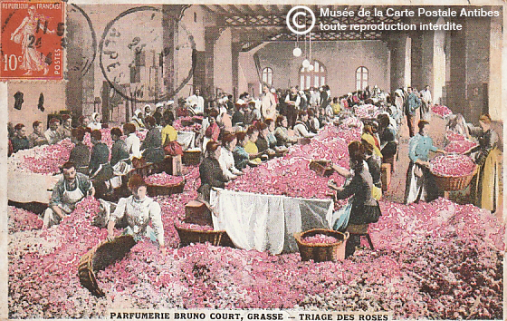 Carte postale représentant le triage des fleurs de rose à Grasse pour la confection du parfum.