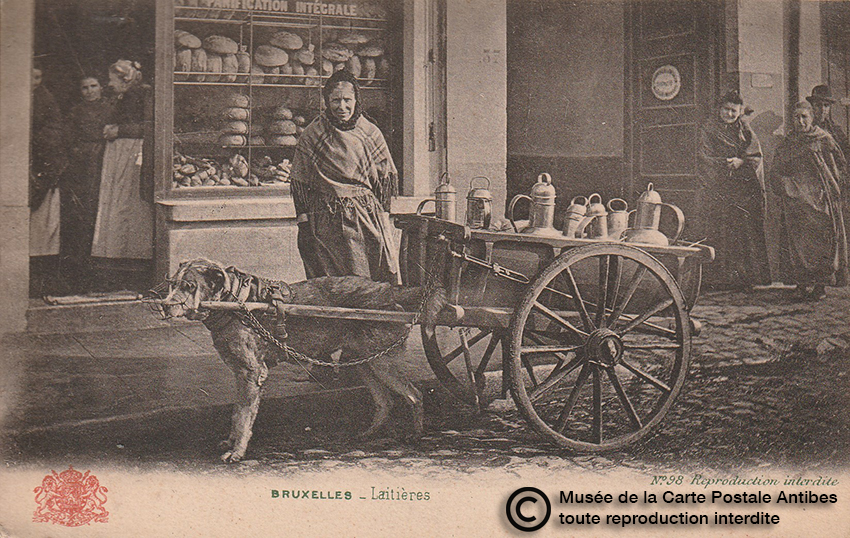 Carte postale belge représentant un chien d'attelage pour des laitières.