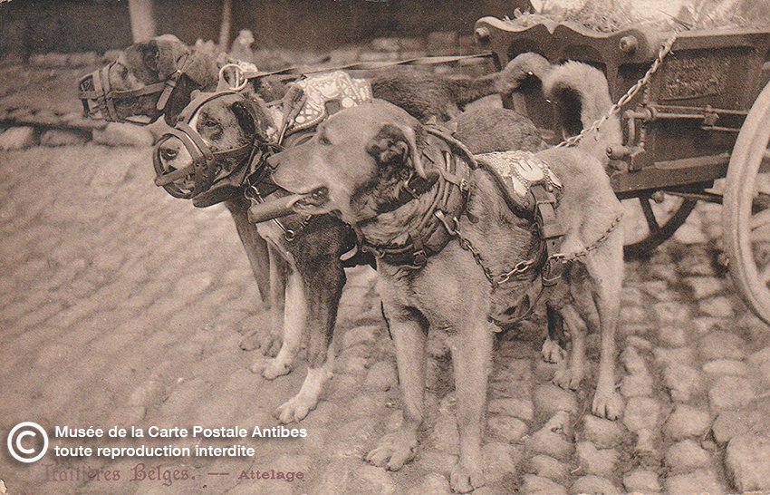 Carte postale belge représentant un attelage de chiens de trait.