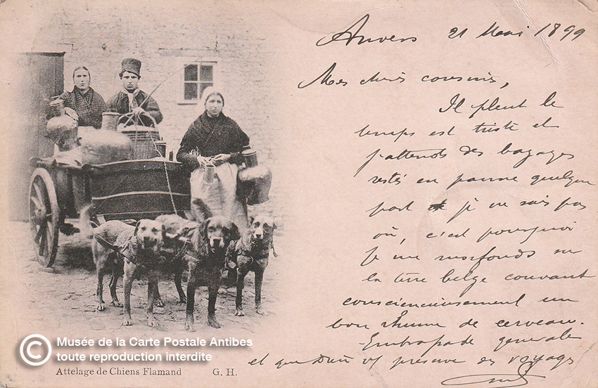 Carte postale ancienne représentant un attelage de chiens flamands.