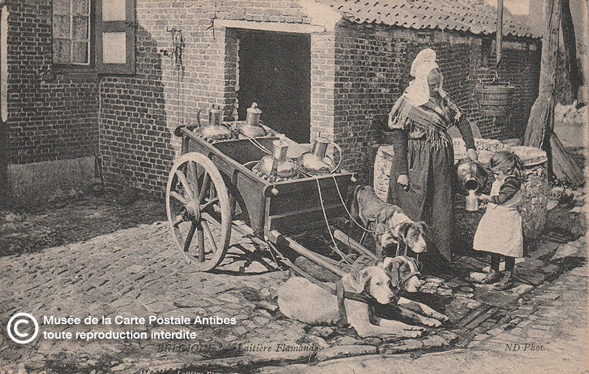Carte postale belge représentant une laitière et son attelage de chiens.