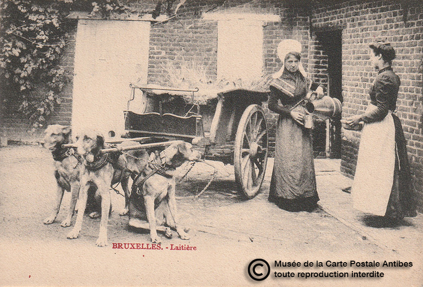 Carte postale belge représentant un attelage de chiens pour une laitière.