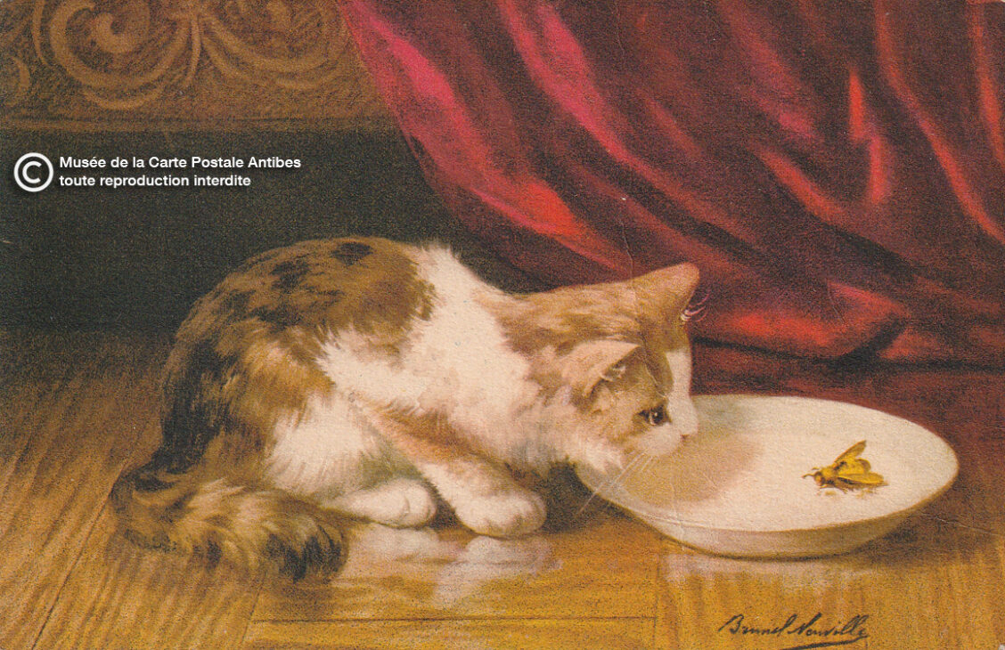 Carte postale illustrée d'un chaton face à un insect.